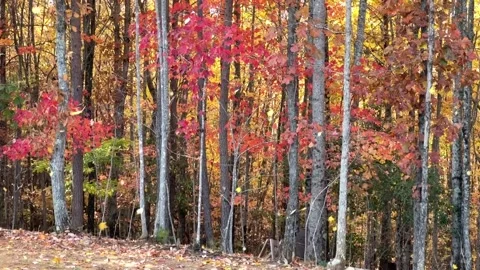 Autum Leaves Stock Footage 220019364