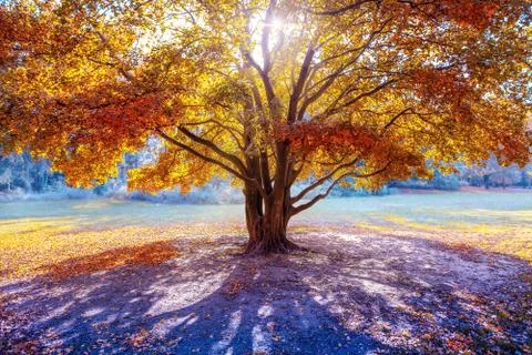 Autum Fotos Stock