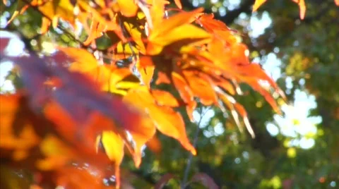 Autum rack to green.mp4 Stock Footage 334276