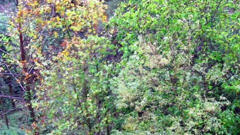 Autum rain in the small forestra Stock Footage 135683036
