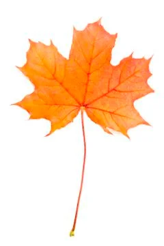 Autum red maple leaf Stock Photos