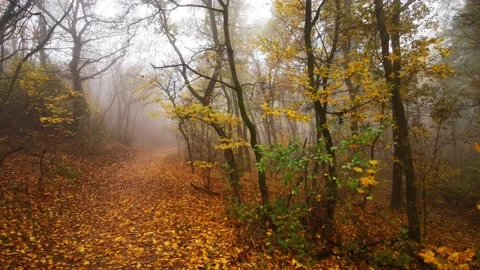 Autum trail in forests Stock Footage 142563082