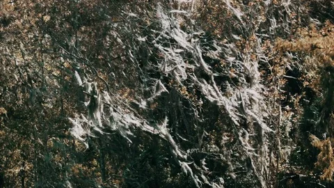 Autum Trees Shaking From Wind Video stock 71350095