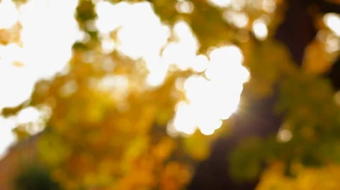 Autum, yellow leafs Stock Footage 41436743