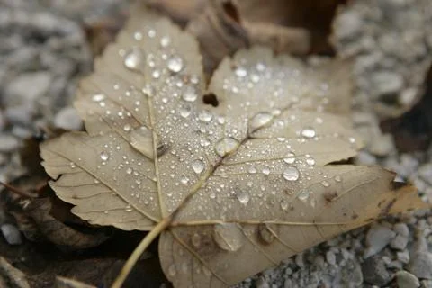 Autumleaf Stock Photos