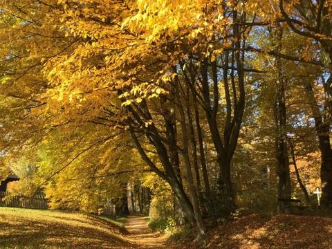 Autumm Trees Stock Photos