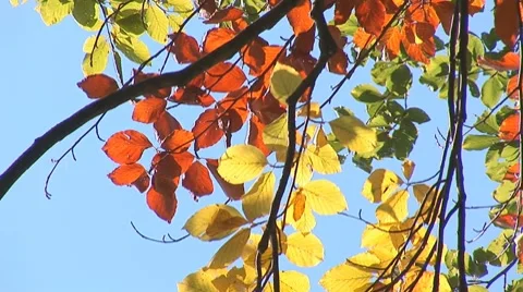 Autumn 1 Stock Footage 8795879