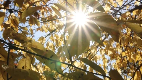 Autumn 1 Stock Footage 89686771