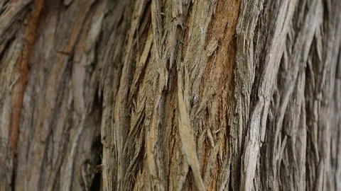 Autumn (1) Stock Footage 102396859