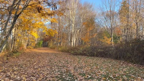 Autumn 1 Stock Footage 165342041