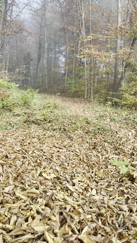 Autumn 1 Stock Footage 291293809