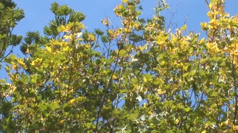 Autumn 10 Stock Footage 8849830