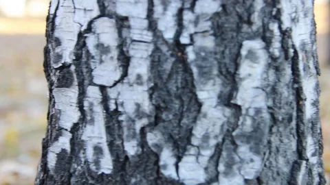 Autumn 10 Stock Footage 89686834