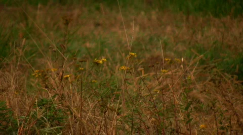Autumn 11 Stock Footage 277587