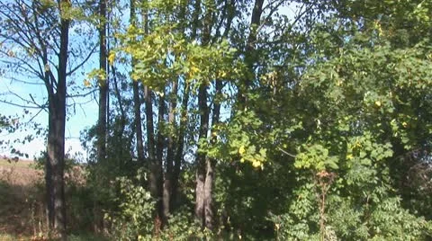 Autumn 11 Stock Footage 8849822