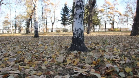 Autumn 11 Stock Footage 89686861