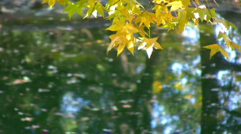 Autumn 12 Stock Footage 278676