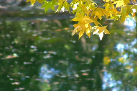 Autumn 12 Stock Footage 302148