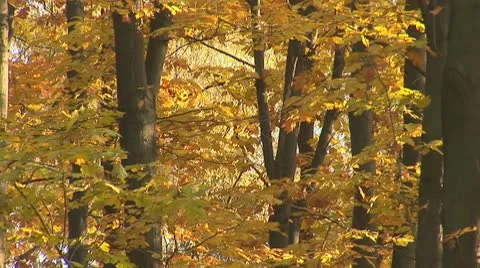 Autumn 12 Stock Footage 8920364
