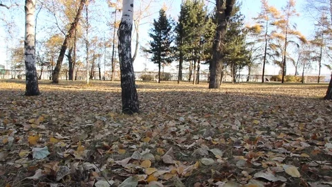 Autumn 13 Stock Footage 89686860