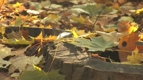 Autumn 14 Stock Footage 8920377