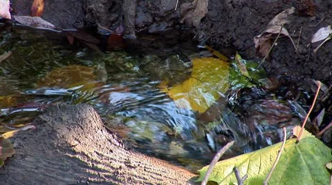 Autumn 15 Stock Footage 8920374