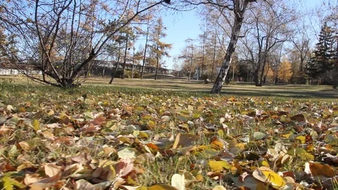 Autumn 15 Stock Footage 89686871