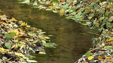 Autumn 16 Stock Footage 8920370