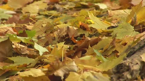 Autumn 18 Stock Footage 8920373