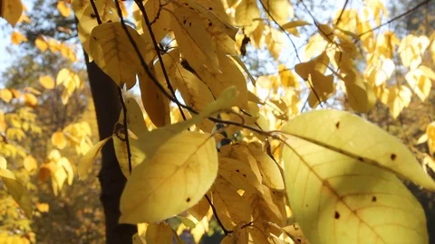 Autumn 18 Stock Footage 89686898