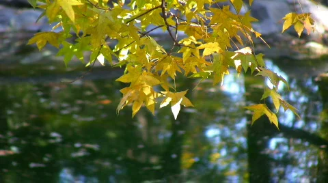 Autumn 2 Video stock 278494