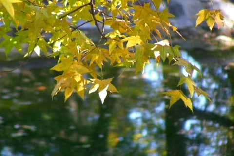 Autumn 2 Stock Footage 302142