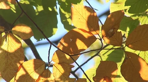 Autumn 2 Stock Footage 8795869