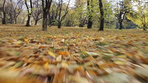 Autumn 2 Stock Footage 89686782
