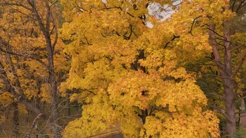 Autumn 2025 Stock Footage 319386761
