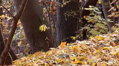 Autumn 21 Video stock 8954429