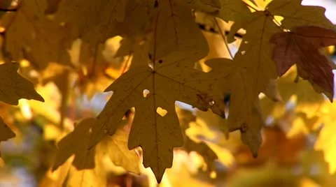 Autumn 27 Stock Footage 8954417