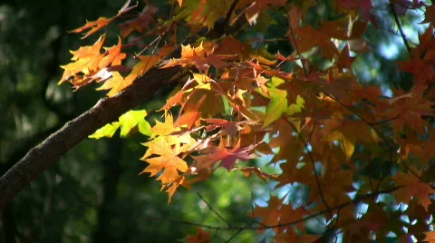 Autumn 3 Video stock 278458