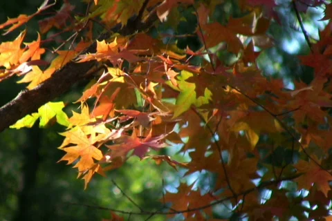 Autumn 3 Stock Footage 302154