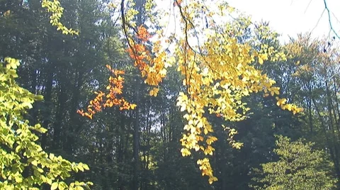 Autumn 3 Stock Footage 8795863