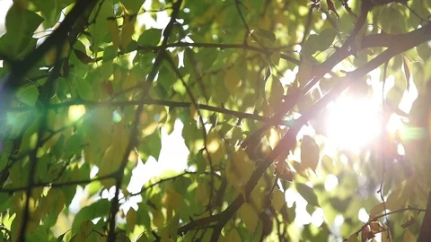 Autumn (3) Stock Footage 102396837