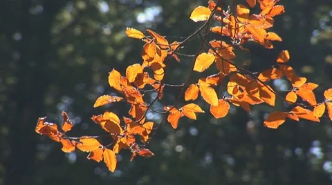 Autumn 4 Stock Footage 8795855