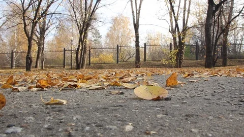 Autumn 4 Stock Footage 89686825