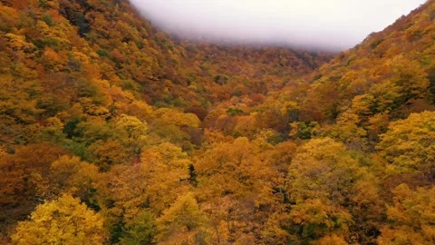 Autumn 4K Fall Stock Footage 247577353