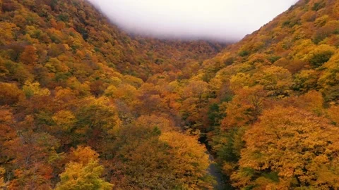 Autumn 4K Fall Stock Footage 247577367