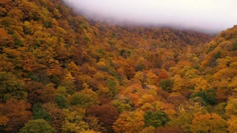 Autumn 4K Fall Stock Footage 247577375