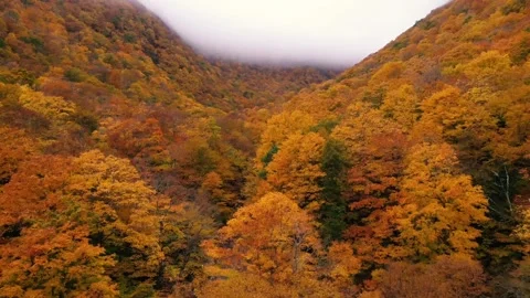 Autumn 4K Fall Stock Footage 247577382