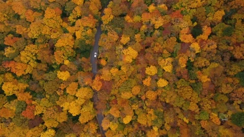 Autumn 4K Fall Stock Footage 247577786