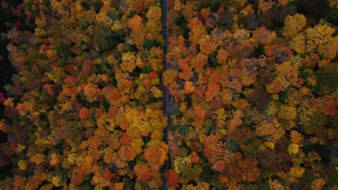 Autumn 4K Fall Stock Footage 247578069