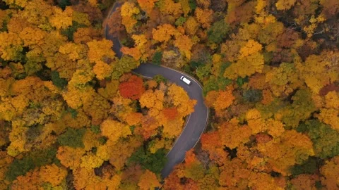 Autumn 4K Fall Stock Footage 247578190